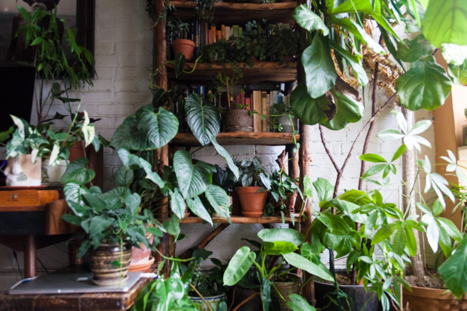 ingenious-ways-to-decorate-your-home-with-houseplants-asviral