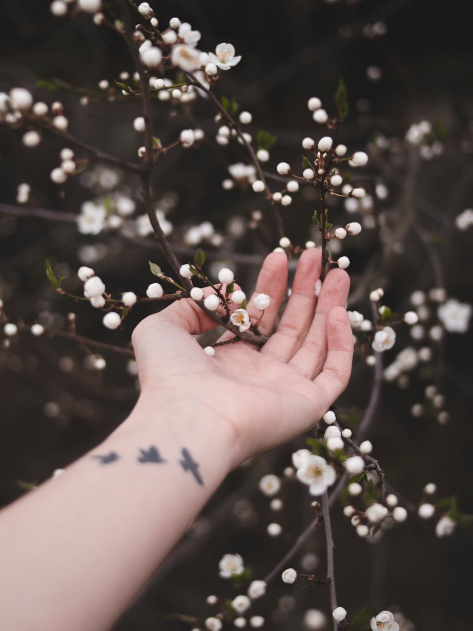 person touching white flowers