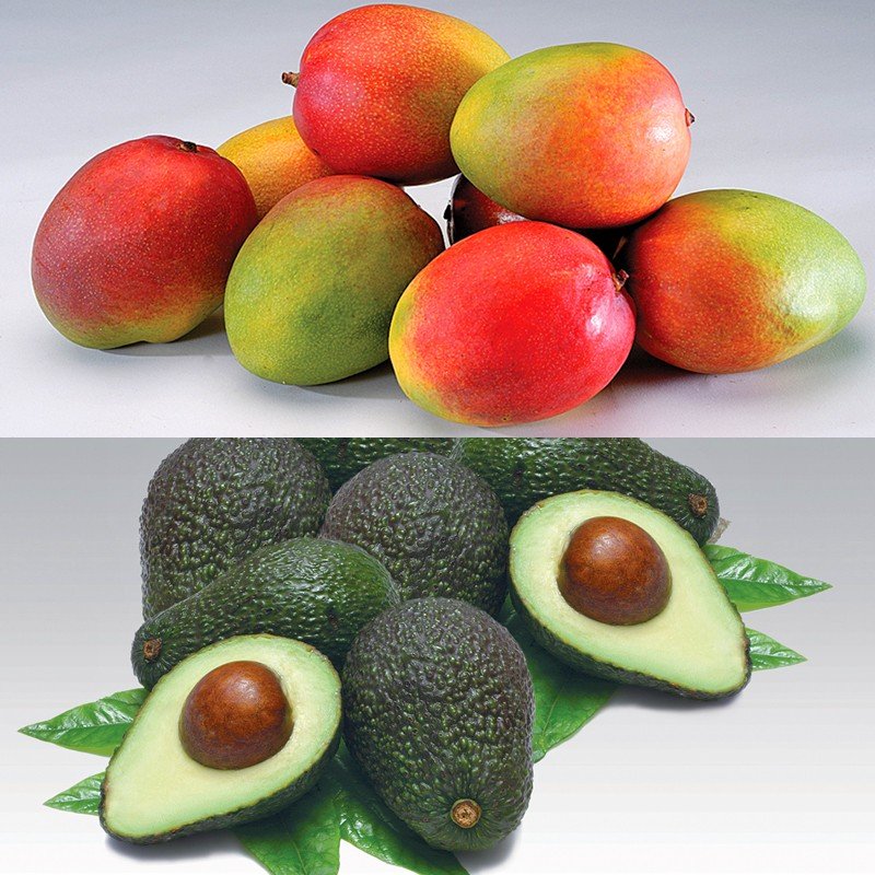 mango-avocado-mini-set