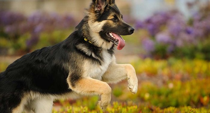 german-shepherd