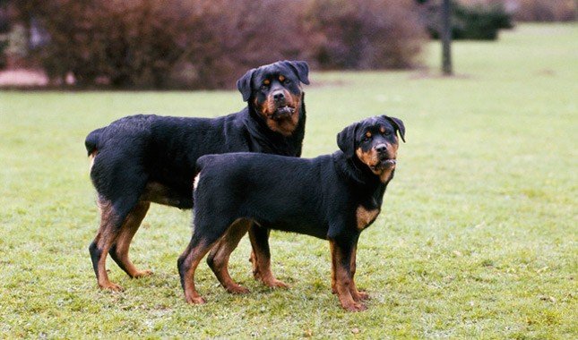 rottweiler