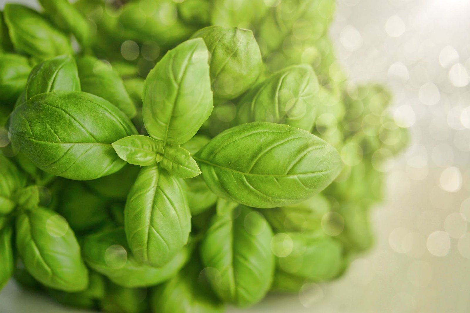 selective focus photography of green basil leaf