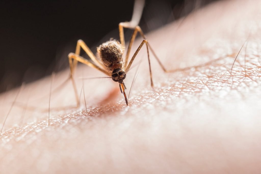 6 Reasons Why Mosquitoes Bite Some People More Than Others – AsViral