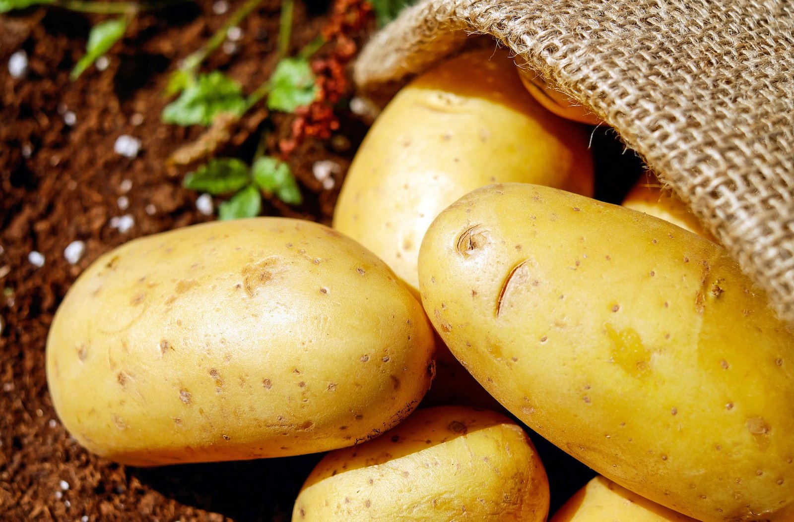 closeup photo of potatoes